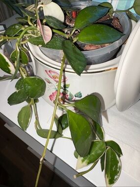Hoya Lacunosa Asami Clone